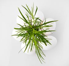 Green Plant Symbolizing New Idea Stock Photo
