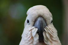 White Cockatoo Stock Photo White Cockatoo Stock Photo