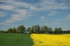 Field Of Oilseed Rape Stock Photos Field Of Oilseed Rape Stock Photos