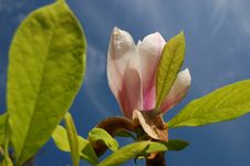 White Magnolia Royalty Free Stock Photo White Magnolia Royalty Free Stock Photo