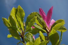 Pink Magnolia Stock Image Pink Magnolia Stock Image