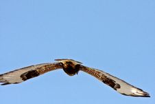 Rough Legged Hawk In Flight Royalty Free Stock Photography