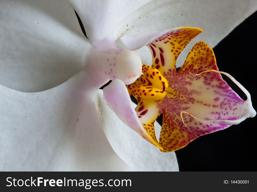 Phalaenopsis orchid on dark background image