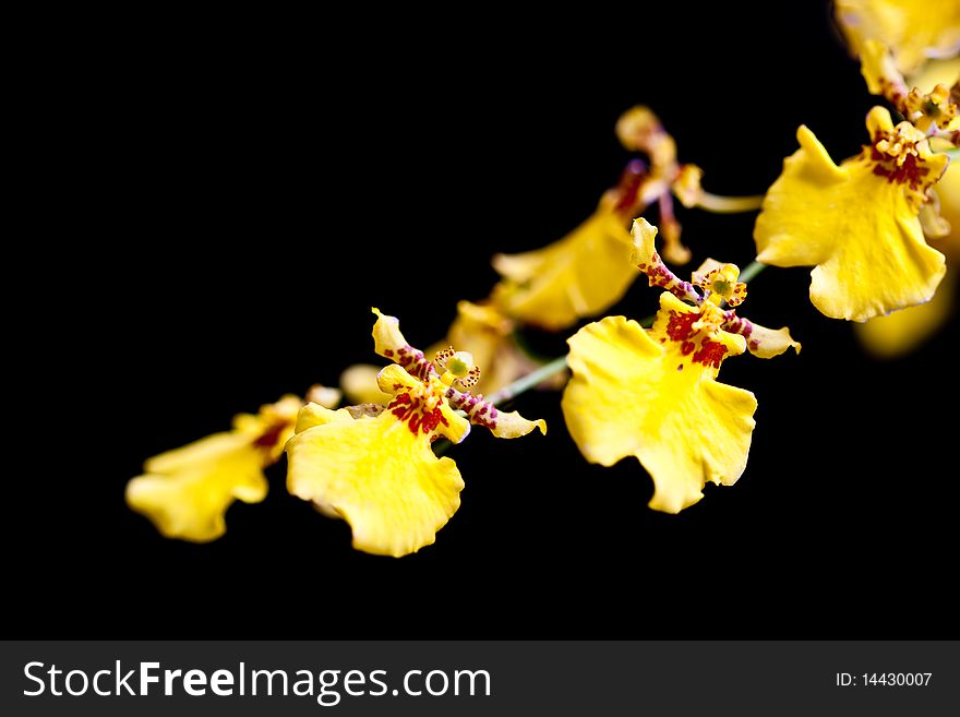 Yellow orchid on dark background image