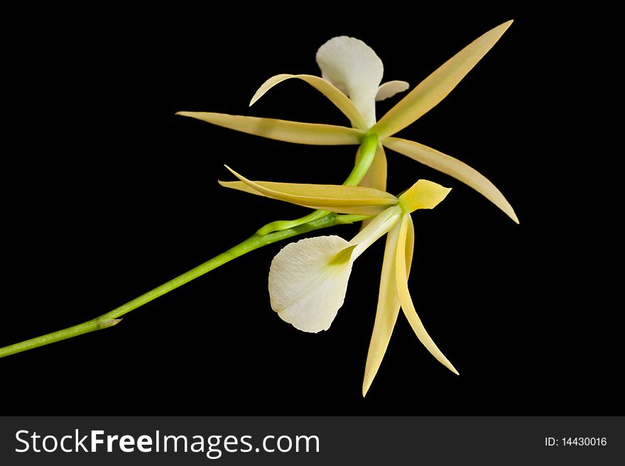 Yellow orchid on dark background image
