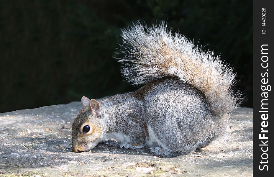 A Grey Squirrel Feeding on a Stone Pillar. A Grey Squirrel Feeding on a Stone Pillar.