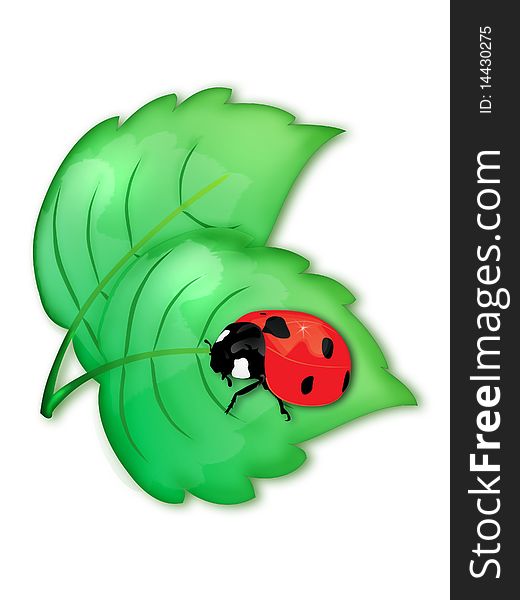 Ladybird on a green leaf isolated on white background