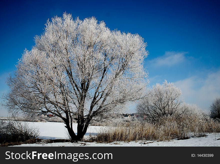 A hoarfrosted tree in winter. A hoarfrosted tree in winter.