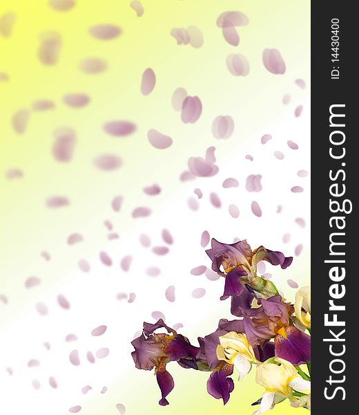 Bouquet from the flowers of iris on the abstract background