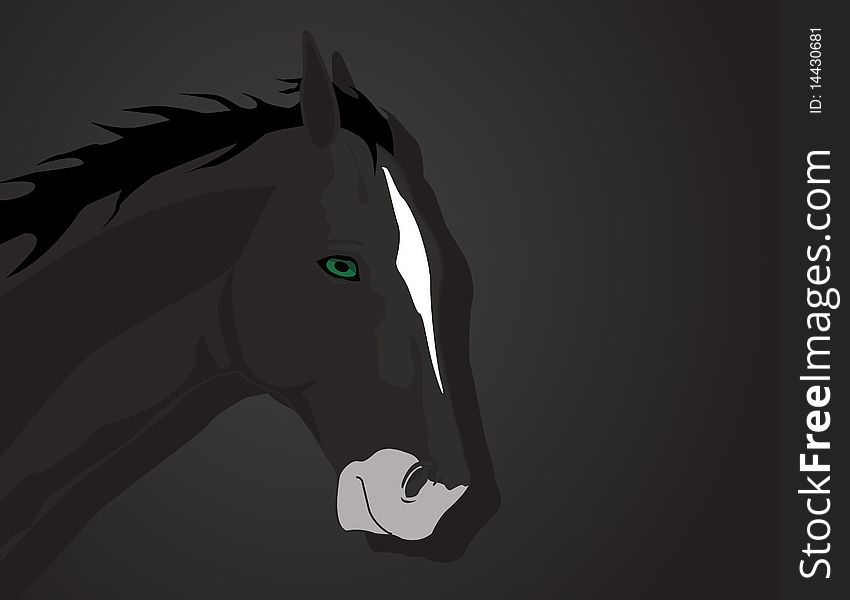 Head of a horse on a dark background. A illustration