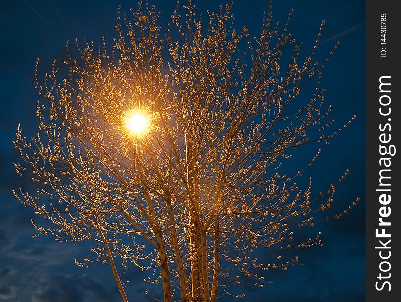 Night torch in branch tree. Night torch in branch tree