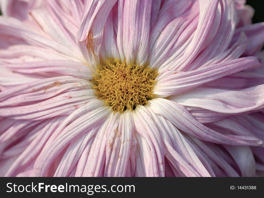 Pink chrysanthemum close up shot