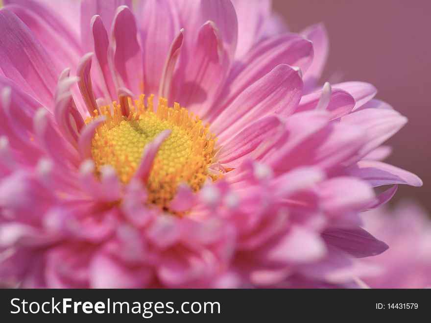 Pink chrysanthemum close up shot
