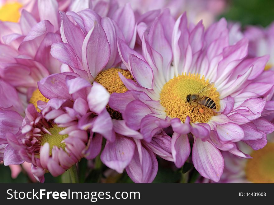 Pink chrysanthemum close up shot