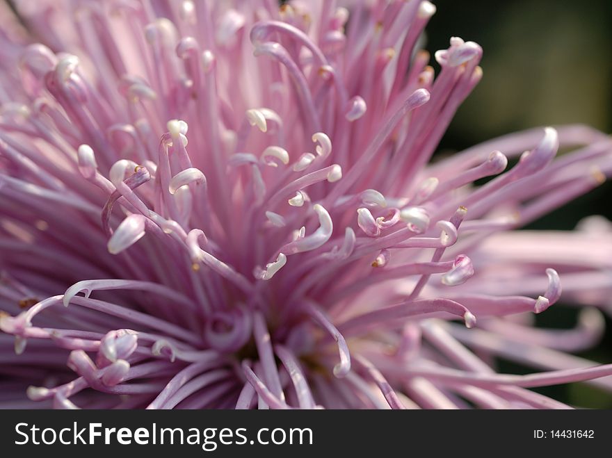 Pink chrysanthemum close up shot