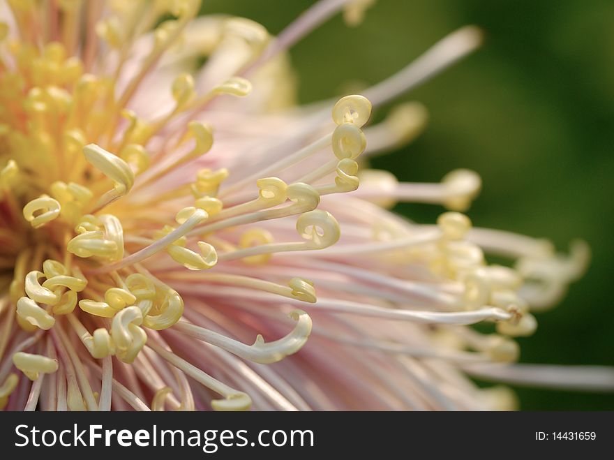 A chrysanthemum close up shot