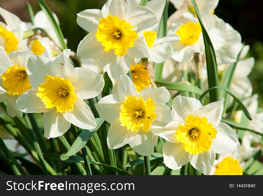 Blossoming Narcissuses
