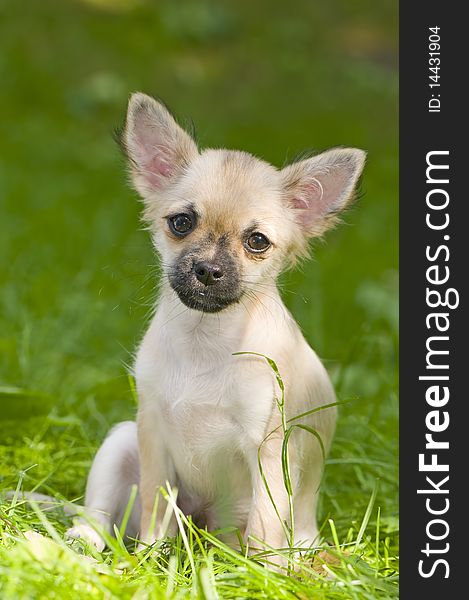 Chihuahua puppy on a green lawn