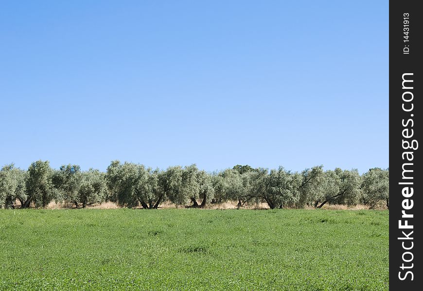 Olive tree plantation in Spain near Malaga. Olive tree plantation in Spain near Malaga