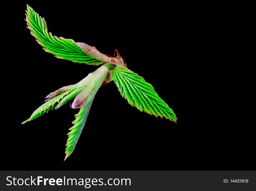 Young green hornbeam leaves in the position of a flying swallow from a forest near Prague. Young green hornbeam leaves in the position of a flying swallow from a forest near Prague