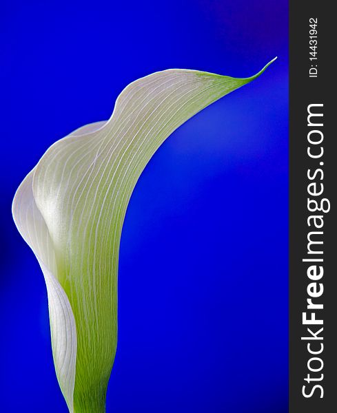 An isolated white calla bloom in bright blue background