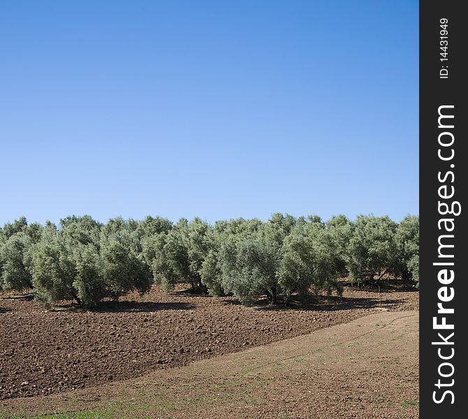 Olive plantation in Spain near Malaga