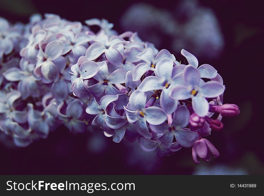 Purple flowers