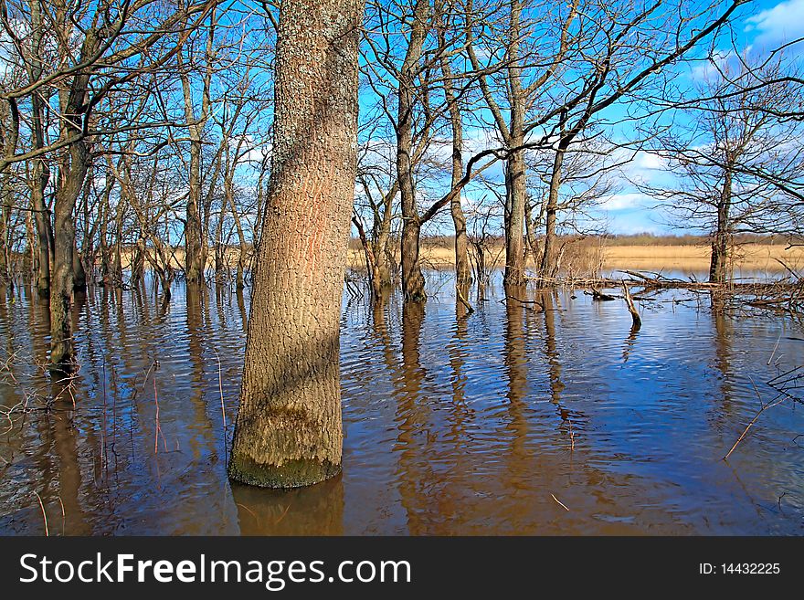 Flood In Wood