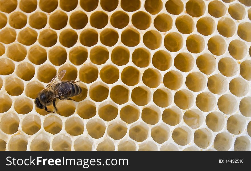 A bee fills honeycombs fresh honey