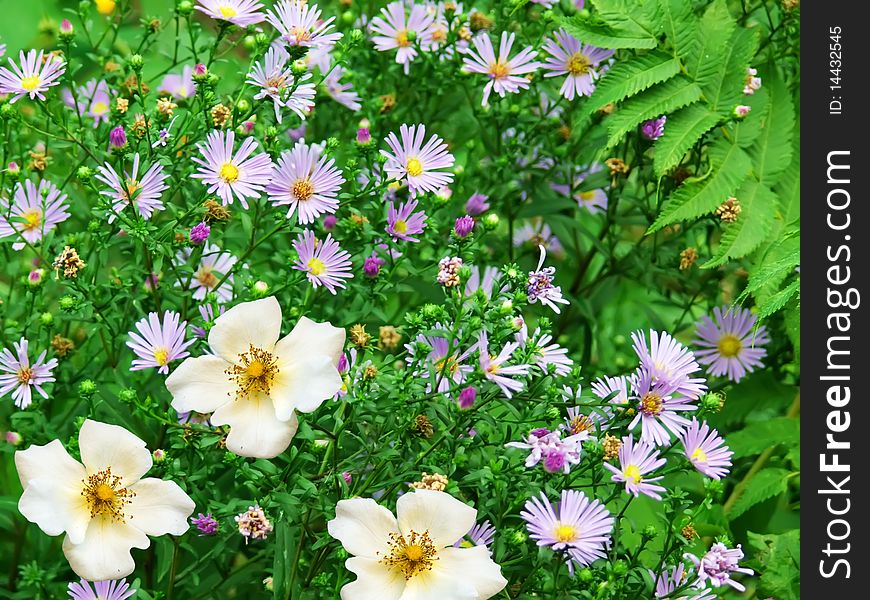 Bright spring flowers in blossoming on a glade. Bright spring flowers in blossoming on a glade