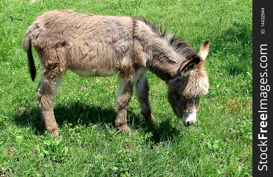 Little Donkey Eating Grass