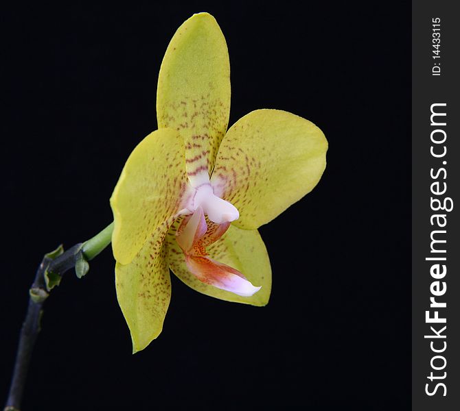 Yellow orchid flower on black background