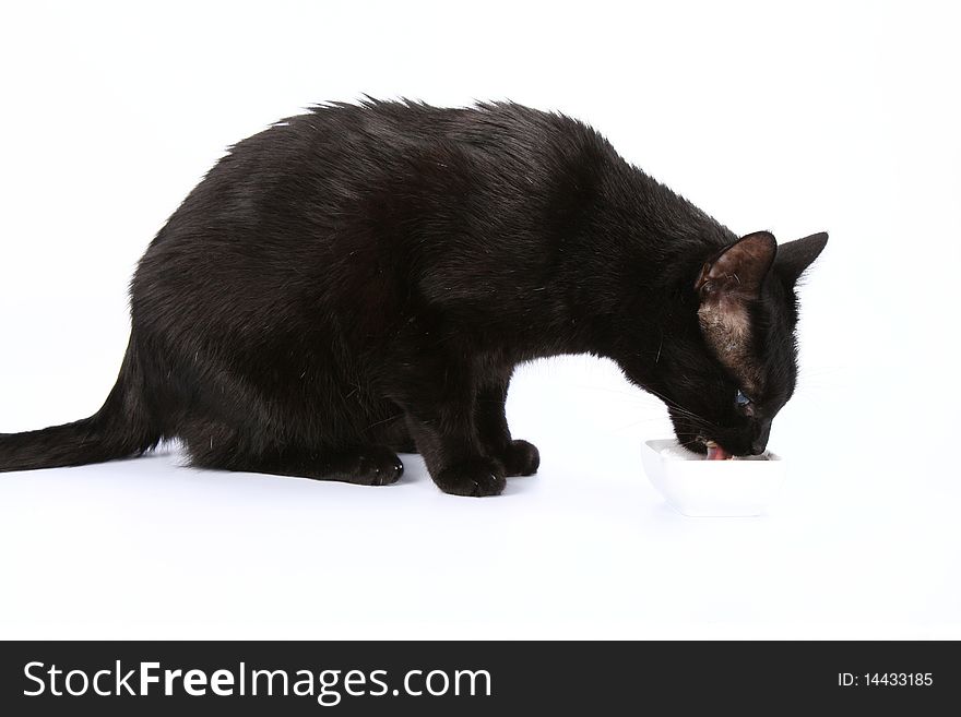 Black Cat Eating