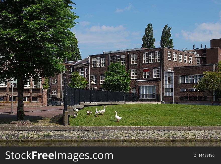 Some geese in the city of Amsterdam