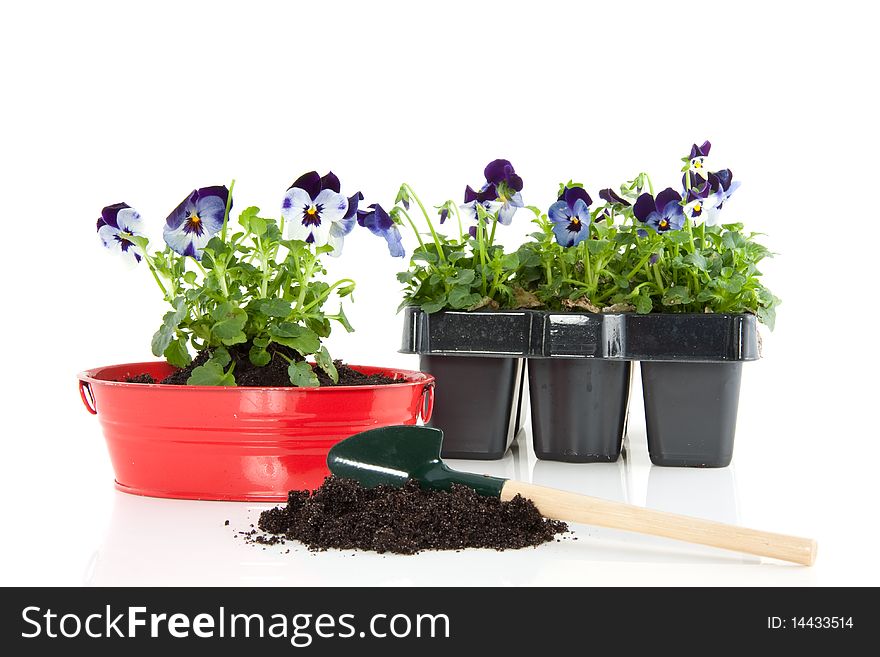 Colorful blue purple pansy in a red iron tub with a shovel and soil isolated over white