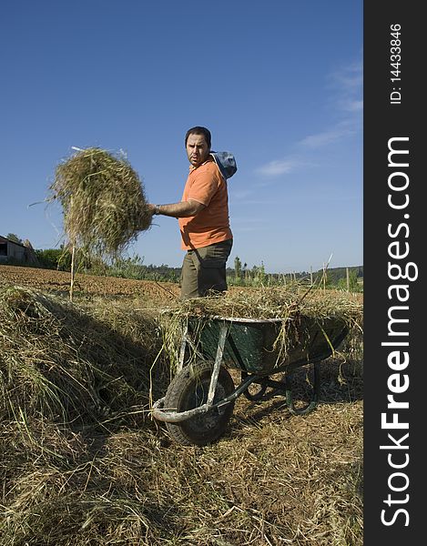 Farmer working on the farm with pitchfork on a haystack filing a wheelbarrow over a blue sky