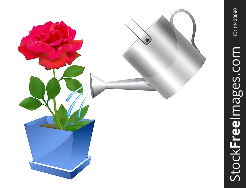 Realistic watering can with rose illustration on white background