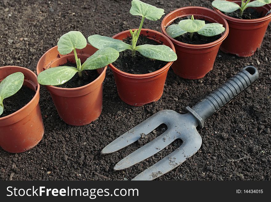 Vegetable Seedlings Growing In Pots
