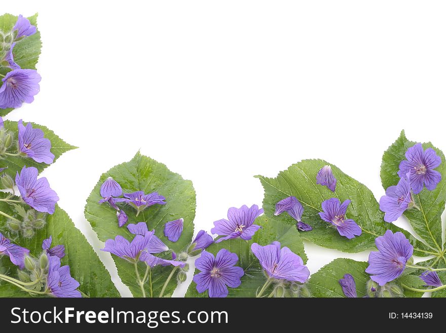 Violets  flowers over white background