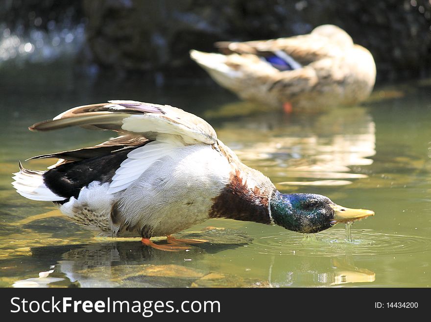 A particular image of some ducks in a small lake. A particular image of some ducks in a small lake