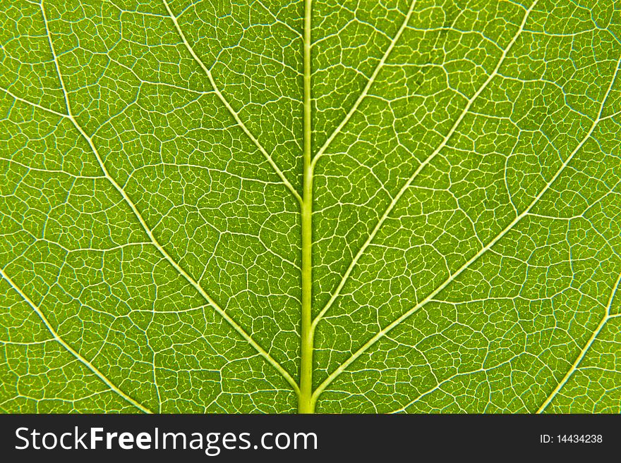Leaf of a plant close up. Leaf of a plant close up