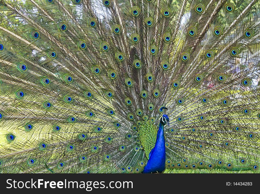 A beautiful peacock is opening its coloured feathers. A beautiful peacock is opening its coloured feathers.