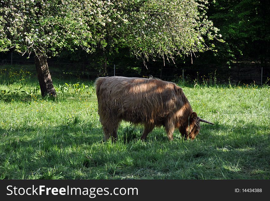 Highland cow 2