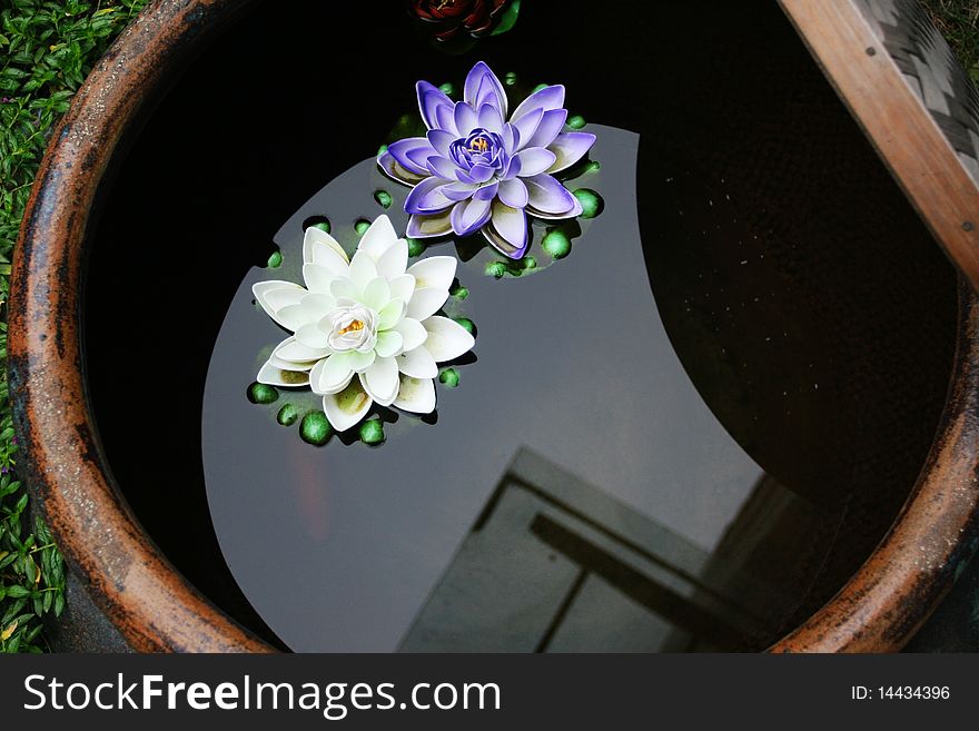 Two lotus blossoms in a vat. Two lotus blossoms in a vat