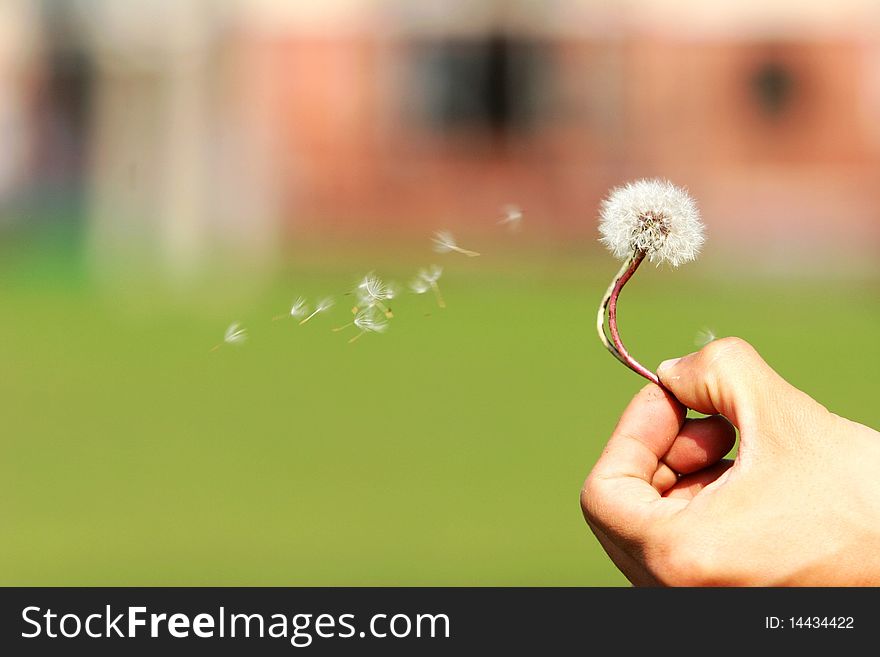 A dandelion in the breeze flying away