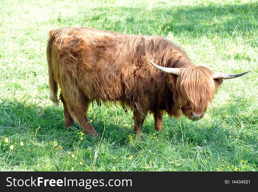Highland cow 3