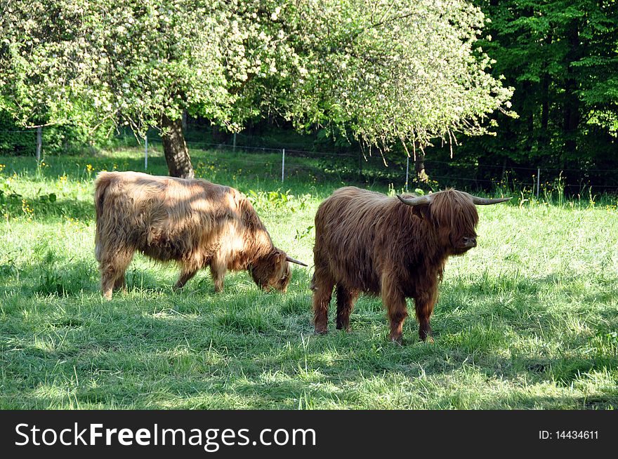 Scottish highland cows grazing in the spring sun. Scottish highland cows grazing in the spring sun