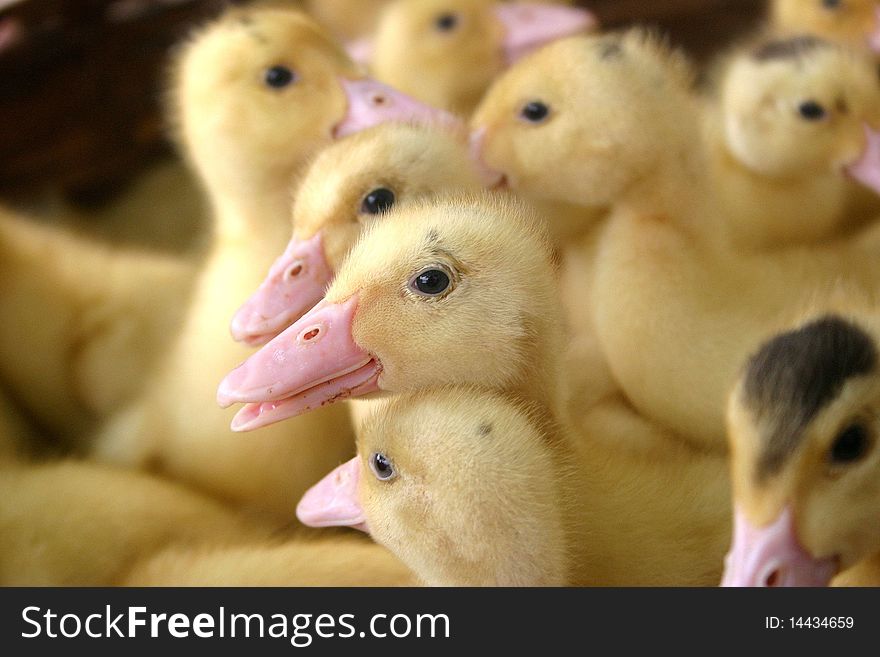A group of newborn ducks crowded in a cage
