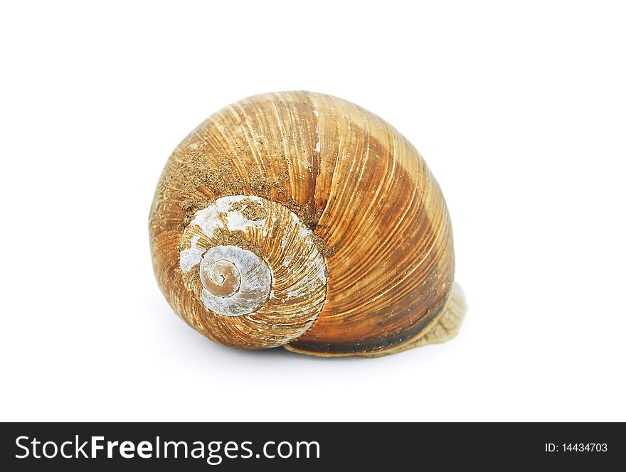 Snail shell isolated on white