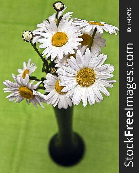 White daisies on a green background. White daisies on a green background.